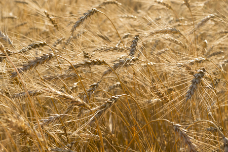 Wheat field illuminated by rays of the setting sunの写真素材