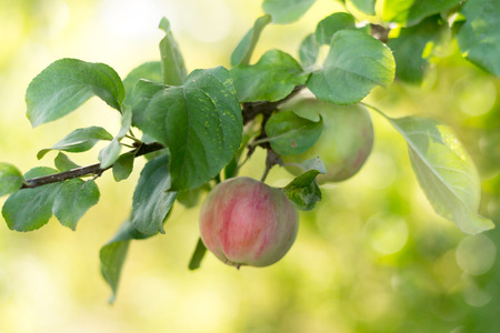 Apples on apple tree branch. Selective focus.の写真素材
