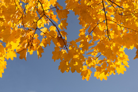 yellow maple leaves, autumnの写真素材