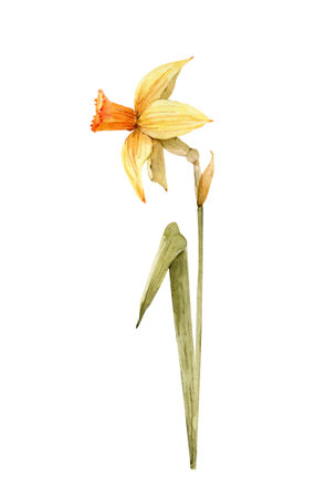 Yellow spring daffodil flower, watercolor illustration.の写真素材