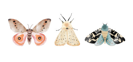 Set of multicolored butterflies on a white background, watercolor illustration.の写真素材