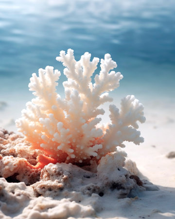 Beautiful coral on the seashore. Selective focus.の素材