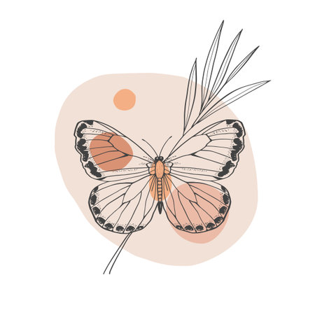 Butterfly on a pastel background with a plant. Vector illustration simple lines. Hand drawn in boho style.のイラスト素材