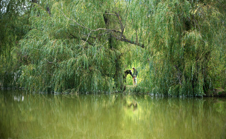 Calm pond with willows and reflection.のeditorial素材