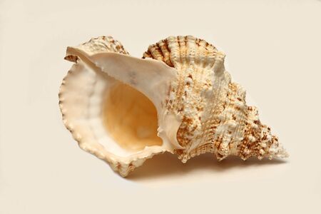 seashellの写真素材