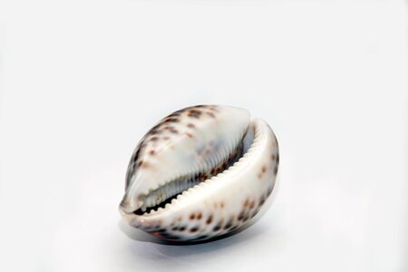 seashellの写真素材