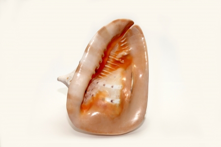 seashell
