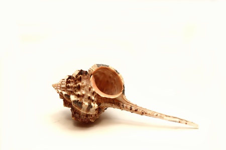 seashell