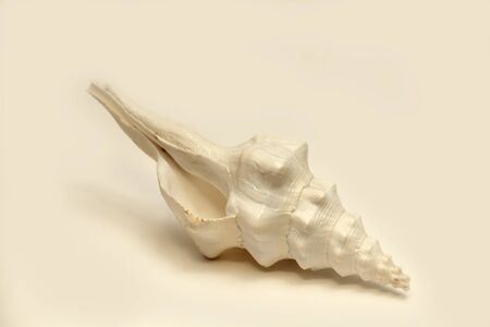 seashell