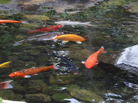 Koi Fish Swimming in Pondの写真素材