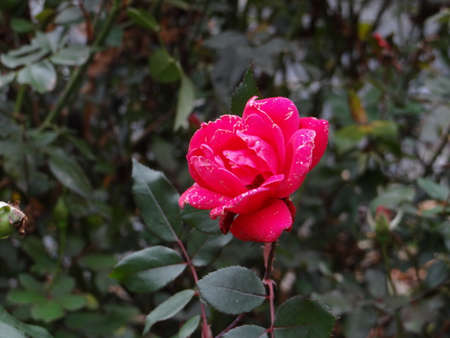 Wild Rose in Natureの写真素材