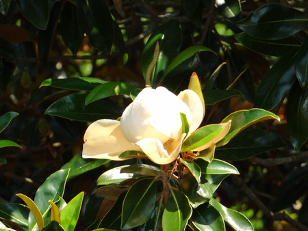 Magnolia Blossom in Natureの写真素材