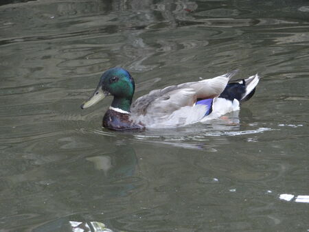 Mallard Duck swimming in pondの写真素材