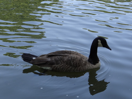 Canadian Goose swimming in pondの写真素材