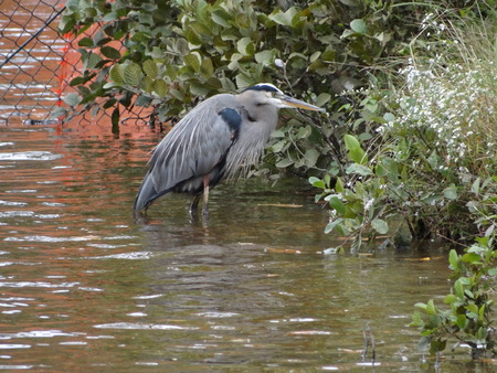 Wild Crane standing in lakeの写真素材