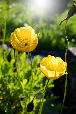 Eschscholzia californicaの写真素材