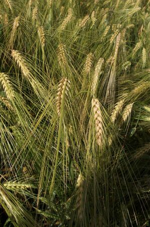 ield corn rye in Norwayの写真素材