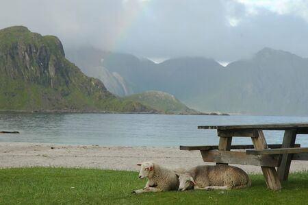 Norway fjord  Lofoten scenicの写真素材