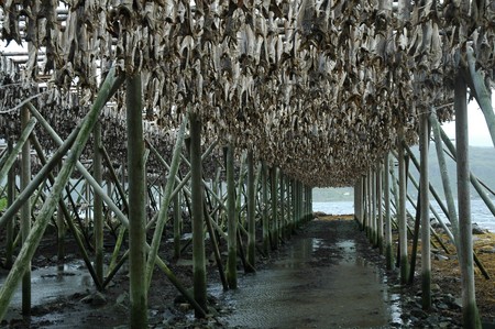 Dried cod in Norway