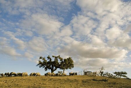 Pigs onder the sky (Portugal, Alentejo)