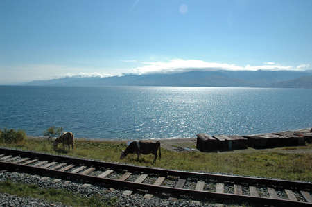 Cows near Baikal lakeの写真素材