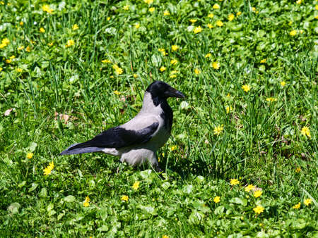 A crow walks on green grass among yellow flowers.