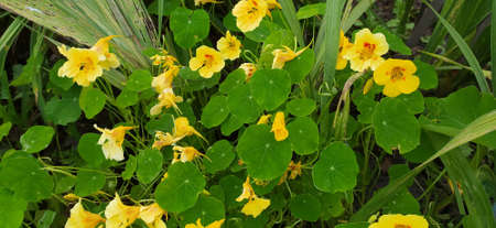 The first spring flowers in our gardenの写真素材