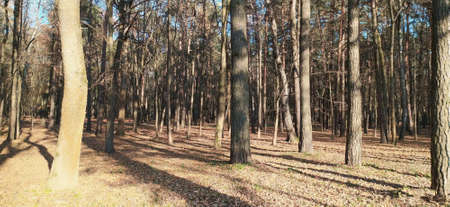 Autumn park in Minskの写真素材