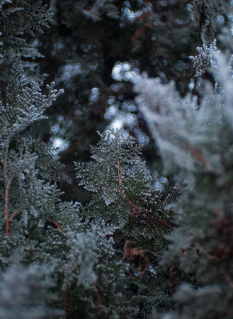 Beautiful photos of a winter forest in Belarusの写真素材