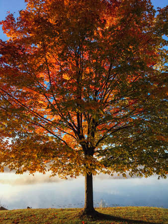 Types of natureの写真素材