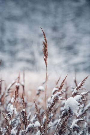 The beauty of the winter forestの写真素材