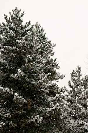 The beauty of the winter forestの写真素材