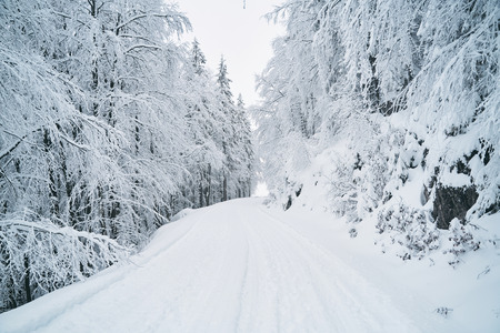 beautiful nature covered in snow