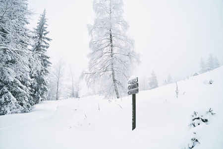 beautiful nature covered in snowの写真素材