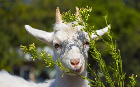 young goatの写真素材