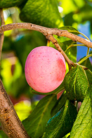 Plum growing on treeの写真素材