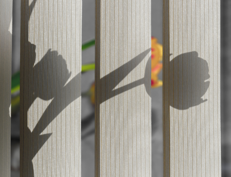 Flowers on the windowsillの写真素材