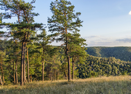 Forest landscape with pine treesの写真素材