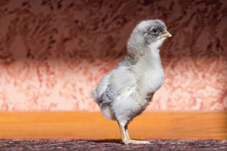 small chicken in roomの写真素材