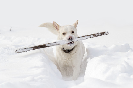 A dog with a stickの写真素材