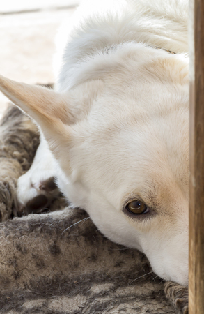 Sad dog lying