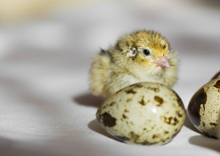 Little quail chick sitting next to eggsの写真素材