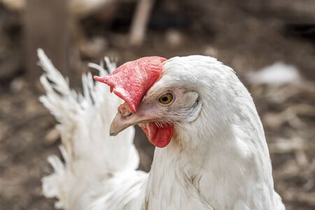 The head of a white chicken in the henhouse closeupの写真素材