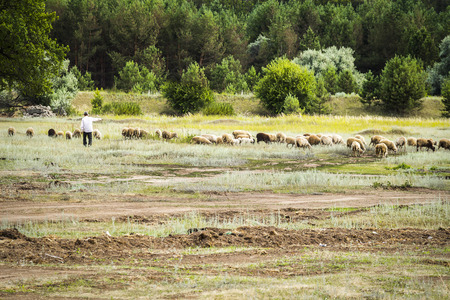 A shepherd tending a flock of sheepの写真素材
