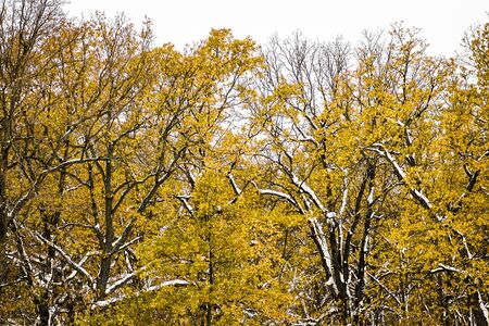Early snow lay on the trees with yellow foliage.の写真素材