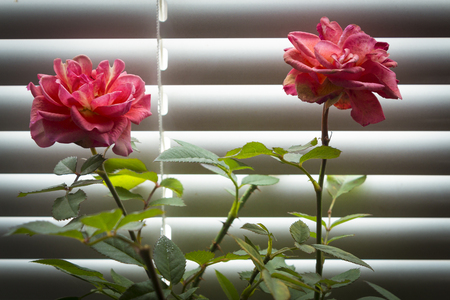Red rose on the window sill on the background of blinds.の写真素材