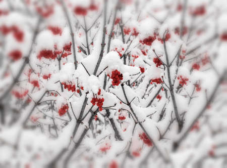 Winter rowan branches close-up as a background is a blur effect.