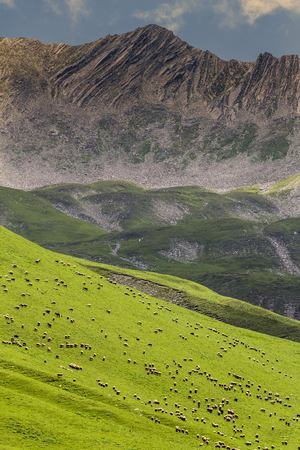 A large herd of sheep graze on the slope of a mountain covered with grass.の写真素材