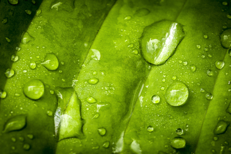 Drops of water after the rain on the leaves of garden plants.の写真素材