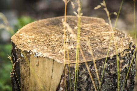 Stump of a sawn wood in the backyard close up.